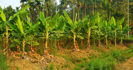 Banana plantations