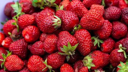 Bucket with harvested red strawberries with blurred background in sunny day. Photo of juicy strawberries closeup. Large fresh berries from vegetable garden useful for healthy diet Banner for web site