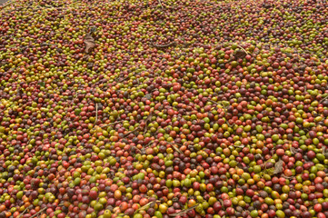harvested coffee berries being dried