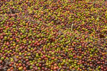 harvested coffee berries being dried