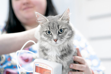 veterinarian measures blood pressure of gray fluffy cat. manipulations in a veterinary clinic. cute animal face expression, funny picture at the vet