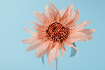 Sunflower on a green paper background. Minimalist floral background.