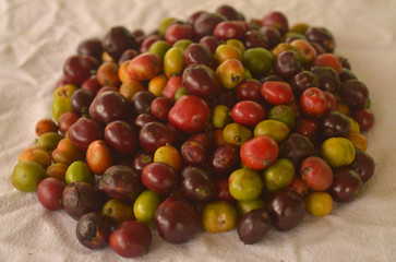 harvested coffee berries being dried