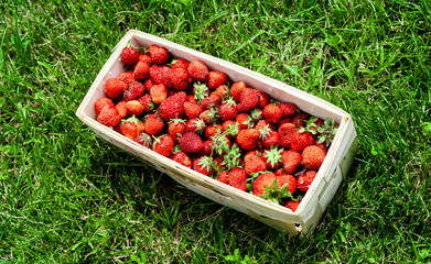 Wooden basket with red strawberries on background of green grass closeup. Juicy, fresh berries, picked in garden, lie in box on lawn. Colorful photo taken on sunny day in country. Top view. Banner