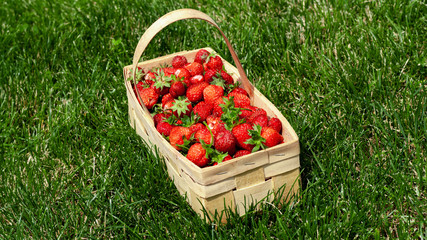 Wooden basket with handle, red strawberries on background of green grass closeup. Juicy, fresh berries, picked in garden, lie in box on lawn. Colorful photo taken on sunny day in country. Side view.