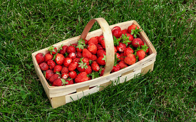 Wooden basket with handle, red strawberries on background of green grass closeup. Juicy, fresh berries, picked in garden, lie in box on lawn. Colorful photo taken on sunny day in country. Top view