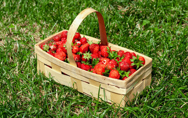 Wooden basket with handle, red strawberries on background of green grass closeup. Juicy, fresh berries, picked in garden, lie in box on lawn. Colorful photo taken on sunny day in country. side view