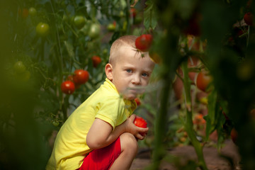 Fototapeta na wymiar Portrait smiling kid boy collects a harvest of red ripe tomatoes in the greenhouse