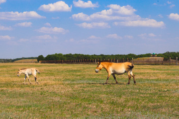 Przewalski's wild horse with a stallion running across the steppe in a biosphere reserve in sunny summer day. Animals and wildlife