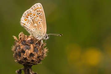 Female Common Blue butterfly sitting on a seedhead