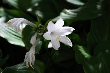 white hosta flowers during flowering on the bush