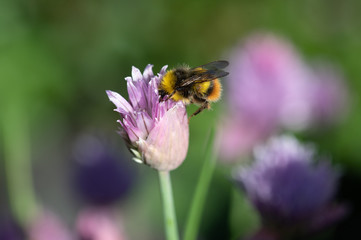 Early bumblebee on chive flower.
