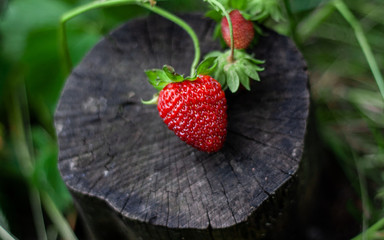 Red strawberries lie on stump against background of green leaves. Beautiful composition of ripe strawberries on small hemp podium. Growing useful berries in garden. Photo taken closeup. Top view