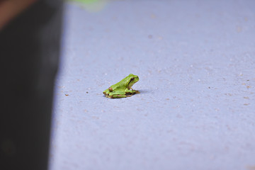 ひょっこりアマガエル