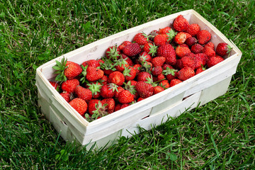 Wooden basket with red strawberries on background of green grass closeup. Juicy, fresh berries, picked in garden, lie in box on lawn. Colorful photo taken on sunny day in country. Side view