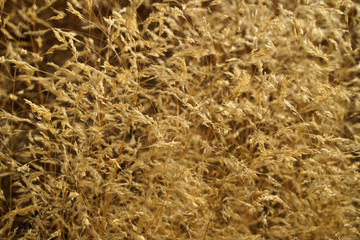 Crop field mediterranean