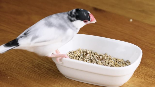 餌を食べる桜文鳥のオス