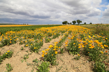 Calendula, medicinal flowers grow in a field in Germany