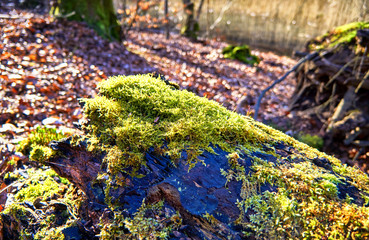Rotten tree trunk with moss and blurred forest in the background.