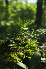 tree in the forest