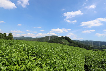 Fototapeta na wymiar 和束町の茶畑