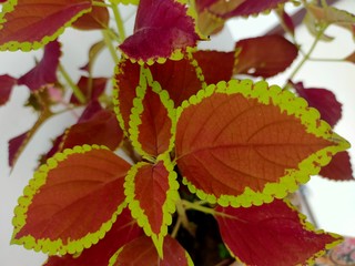 red and yellow leaves