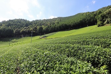 Fototapeta na wymiar 和束町の茶畑