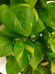 green leaves with dew drops
