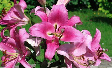 Pink lily flower in garden. Summer background