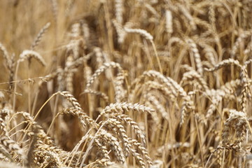 ears of wheat on a blurred background
