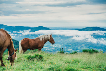 Fototapeta premium Chevaux, Foix, Paturages 