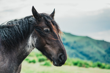 Chevaux, Foix, Paturages 