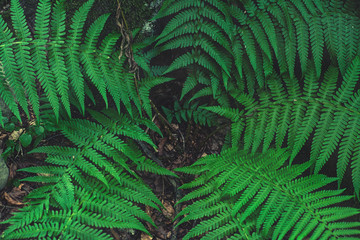 Bright fern tonnel. fern in the carpathians