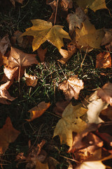 Autumn leaves on the ground