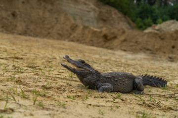 Dwarf crocodile (Osteolaemus tetraspis), also known commonly as the African dwarf, broad-snouted or bony crocodile, is an African crocodile that is also the smallest