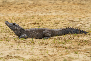 Dwarf crocodile (Osteolaemus tetraspis), also known commonly as the African dwarf, broad-snouted or bony crocodile, is an African crocodile that is also the smallest