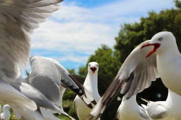 Seagull with mouth open looking at the camera amidst a chip fight