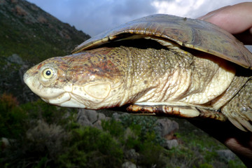 The African helmeted turtle, also commonly known as the marsh terrapin or the crocodile turtle is a species of omnivorous side-necked terrapin in the family Pelomedusidae