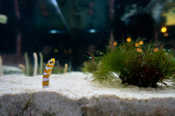 水族館のチンアナゴ