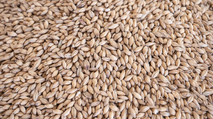 malt to make craft beer