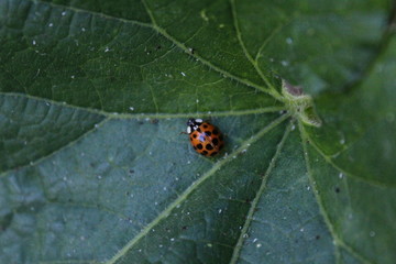 ladybug on a leaf