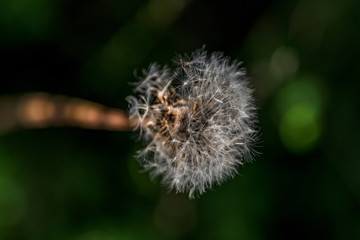 Pusteblume