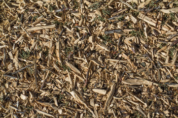 tło natura las drzewo drewno  © Piotr