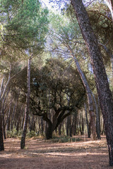 widok las drzewa natura madryt zieleń  - obrazy, fototapety, plakaty