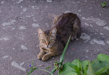 The street cat is sleeping. The yard, spotted cat is walking. Pet.