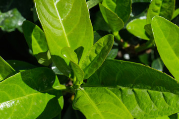 tło natura las drzewo drewno 