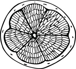 Obraz premium Orange vector hand-drawn slice silhouette