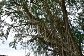 roots of an old banyan tree that lives on the banks of rivers with roots that spread to the ground and are exposed to direct sunlight