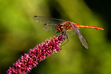 Dragonfly - Ważka