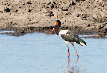 Sattelstorch im Krüger-National-Park in Südafrika 